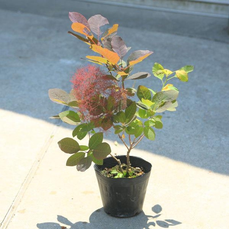 スモークツリー【現品】管理0147 【植木・苗木・庭木】 - 植物/観葉植物