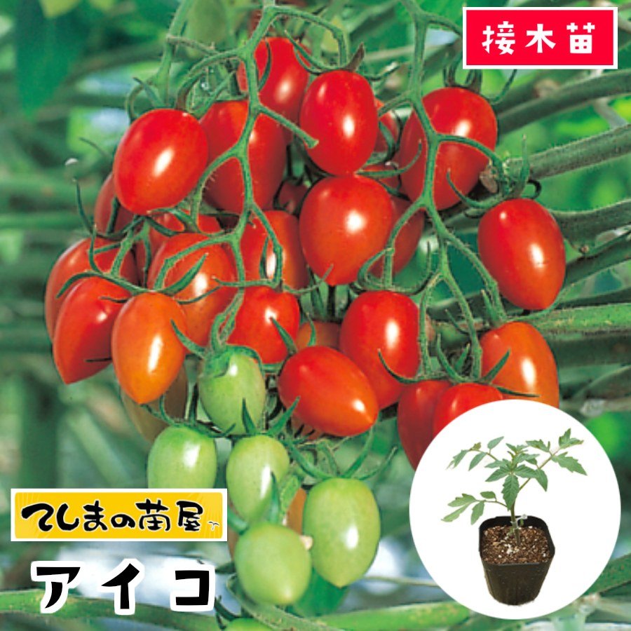 てしまの苗屋てしまの苗 ミニトマト苗 エコスイート 野菜苗 9cmポット 断根接木苗