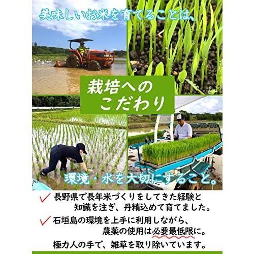 新米残留農薬不検出 石垣島産 美らひかり 20kg（5kg×4） 令和5年産