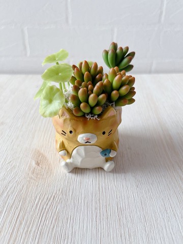 【黏土多肉-現貨】黃貓_銅錢草_乙女心