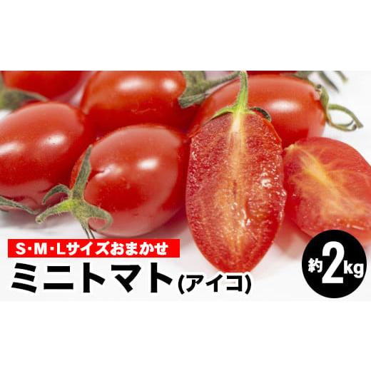 ふるさと納税 和歌山県 美浜町 ミニトマト（アイコ）約2kg（S・M・Lサイズおまかせ）※着日指定不可※2024年1月中旬頃から順次発送予定