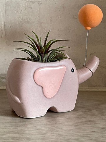 【小飛象】傑森植場JASON/多肉/仙人掌/客製化/送禮/植栽