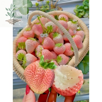 青禾園藝（日本淡雪草莓種子）CM-25~稀有粉白色草莓（經典品種）大果白肉高產四季盆栽好養日本草莓