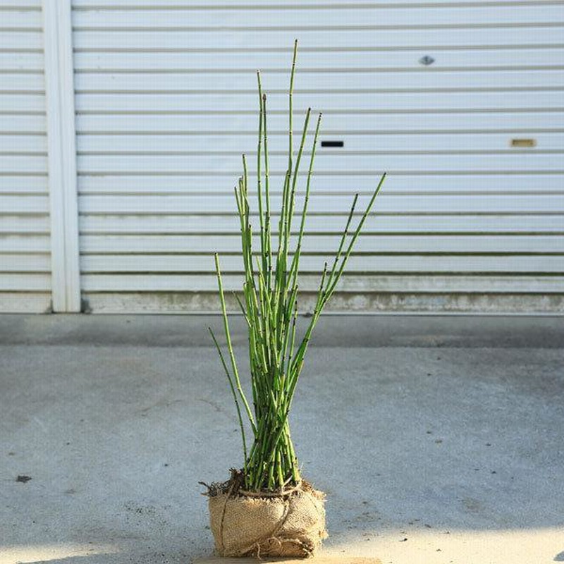 庭木 植木 苗：トクサ*とくさ 砥草 佐川急便 | LINEブランドカタログ