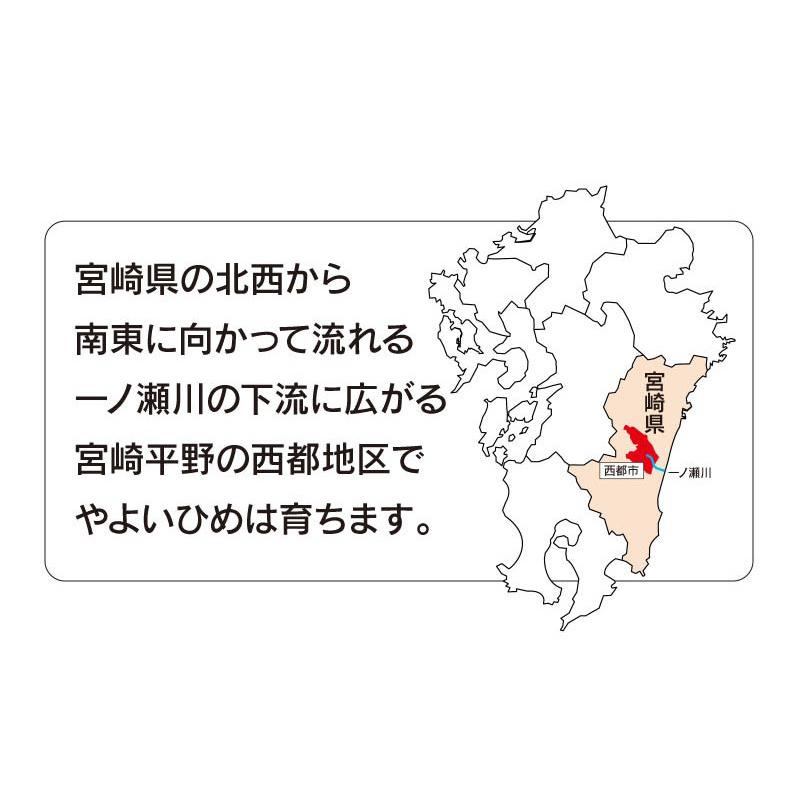 いちご やよいひめ （270g×4パック）イチゴ 苺 送料無料 宮崎産 国産 ご家庭用 ＜12月中旬より出荷予定＞