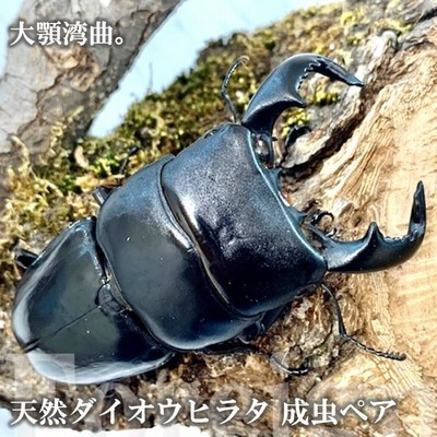 テイオウヒラタクワガタA品♂️101mm♀️フリーサイズペア
