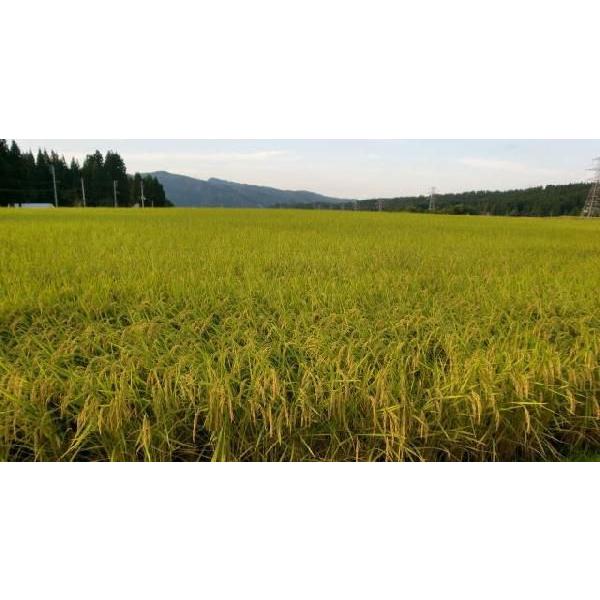 玄米 30kg 新米 魚沼産コシヒカリ 特別栽培米 2023年 新米