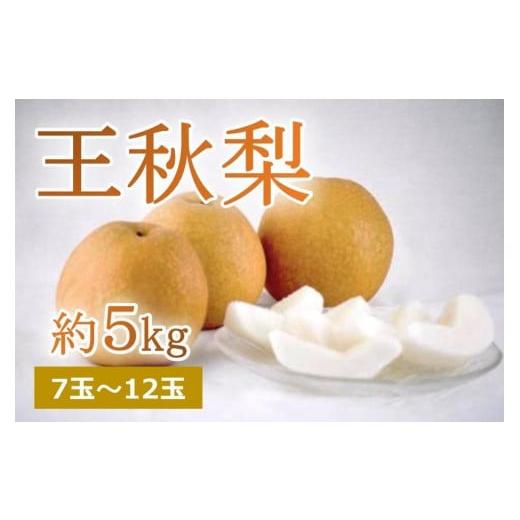 ふるさと納税 京都府 京丹後市 樹上完熟 王秋梨 5kg（7〜12個）（2024年12月上旬〜発送）