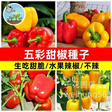 🌶五彩甜椒種子（不辣）免辣甜椒 燈籠椒 菜椒 彩色甜椒 家庭菜園 盆栽陽台 脆甜 多色甜椒 自家種植 易種 現貨