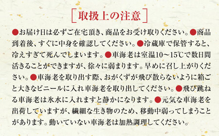 活きたまま直送！活車海老(養殖) 計500g（10尾～20尾）  エビ えび 海老 生エビ 生えび 生海老 刺身 海鮮 年内配送 配送地域限定   佐賀県   株式会社拓水 浜崎クルマエビセンター [41ABAI002]