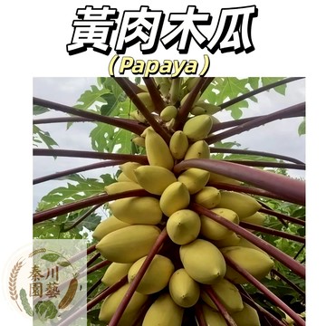 【台灣現貨】（黃肉木瓜種子）｜果肉細緻清爽不膩｜經典台灣好風味｜陽台盆栽果樹｜家庭必種果 |質地細緻，甜味清爽不膩