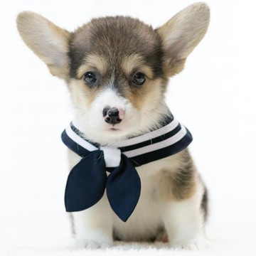 ZAZAZOO 經典水手領巾 附水手結  深藍色  1組  XL