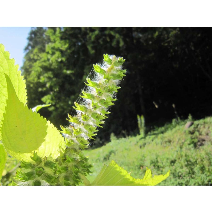 自然栽培 荏胡麻（えごま） 100g　無農薬 無肥料 国内産 えごまの実 エゴマの実