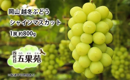 越冬 ぶどうシャイン マスカット 1房 約800g 岡山県産 四代目 五果苑