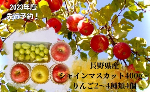 先行予約 長野県産りんご2～4種類4個シャインマスカット400g 2023年発送