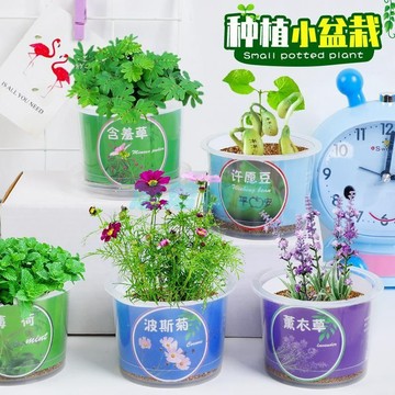 ✅店家嚴選 ⑦天鑒賞✅學生盆栽綠植四季可養辦公室桌面擺件花卉幼兒園男女獎品禮物