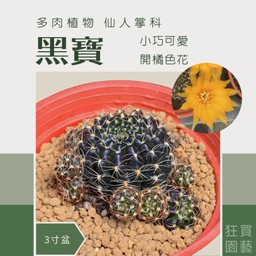 ［狂買園藝］多肉植物 黑寶 ♠️ 3寸盆 仙人掌/送禮小物/婚禮小物