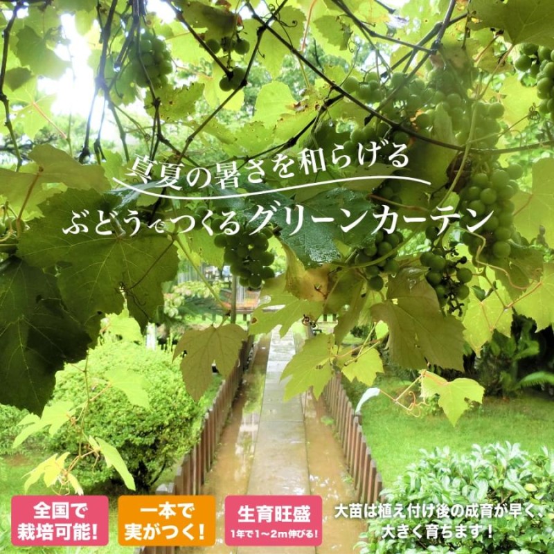 山ぶどう 3年生接木大苗 長尺 ウィルスフリー 大型宅配便 沖縄・離島