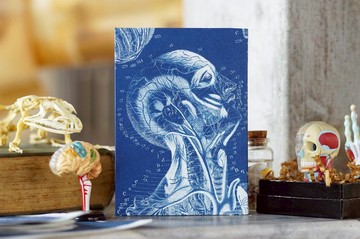 手工藍曬筆記本 - 解剖學系列 - 循環