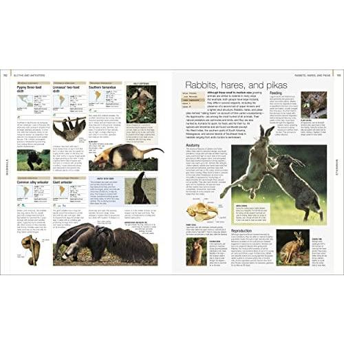 Animal: The Definitive Visual Guide (DK Definitive Visual Encyclopedias)