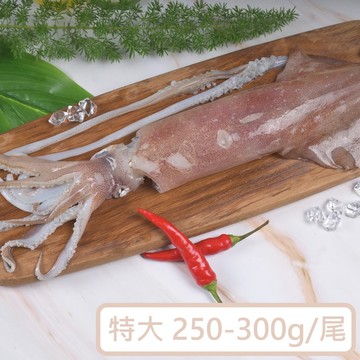 海釣透抽(特大)－4尾組（250-300g/尾）