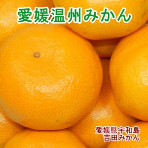 愛媛県宇和島市 吉田町 吉田みかん農家 土山みずき 温州みかん 贈答用3kg みかん農家から産地直送 送料無料