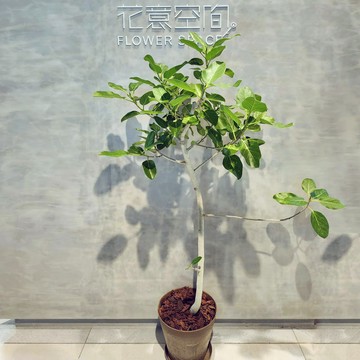 《嚴選單品》富貴榕植栽