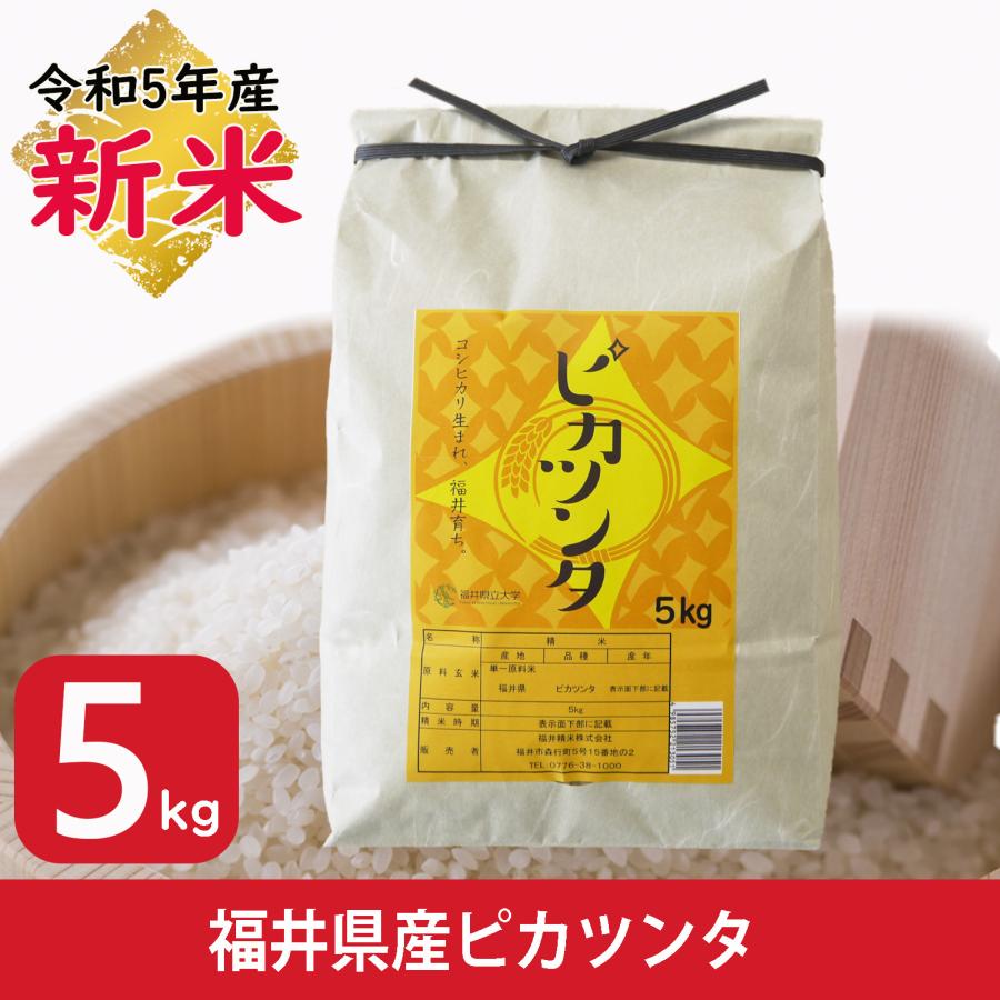 新米 米 5kg ピカツンタ 福井県産 お米 白米 令和5年産 送料無料