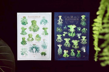 鹿角蕨插畫圖鑑-A2尺寸布海報