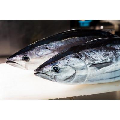 ふるさと納税 南国市 モチモチ食感!ビリかつお刺身250g×2節(刺身醤油・ニンニク付き)