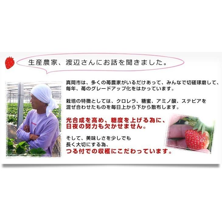 栃木県より産地直送 渡辺さんちのTちゃんいちご(とちあいか) 350g以上 　3Lサイズ(9粒から15粒)　 苺 イチゴ ストロベリー 送料無料 クール便