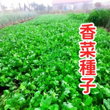 限時福利-滿送【香菜種子】 高發芽率 家庭盆栽 陽臺種植 新鮮香草 易種易活 快速收成 新手園藝必備 限時優惠中！