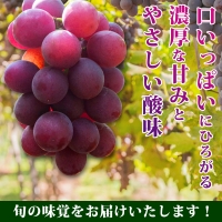 紀州有田産の巨峰ぶどう約３kg