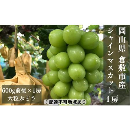 ふるさと納税  ぶどう 2024年 先行予約 シャイン マスカット 1房（1房600g前後） 産地直送 ブドウ 葡萄  岡山県産 国産 フルーツ 果物 ギフト た.. 岡山県倉敷市