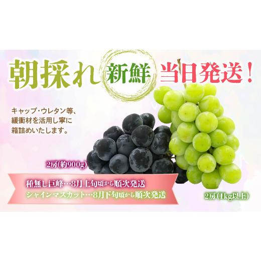 ふるさと納税 山梨県 笛吹市 ＜2024年先行予約＞種無し巨峰 シャインマスカット 2回送り 180-008