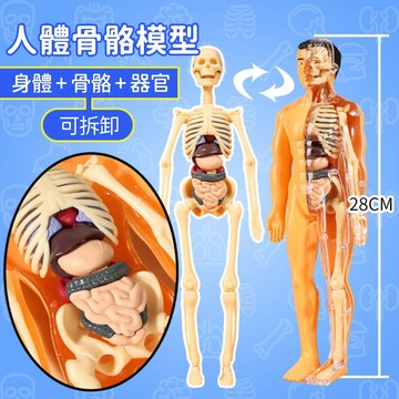 現貨《科學玩具HB】人體器官模型 DIY拼裝人體骨架 ♥ 仿真骨骼模型 軀幹結構 醫學人體 器官認知 教學科教玩具