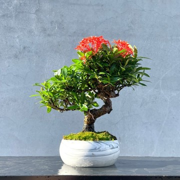 小品盆栽-紅花仙丹 盆景 送禮