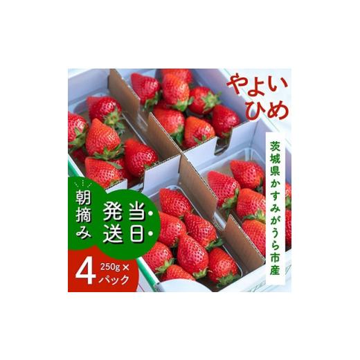 ふるさと納税 茨城県 かすみがうら市 やよいひめ　朝摘み・当日発送　250g×4パック