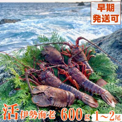 ふるさと納税 室戸市 活伊勢海老600g