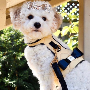 澳洲Happy Go Puppy 胸背衣-小香風