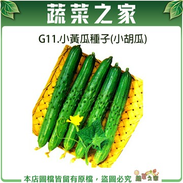 【蔬菜之家】G11.小黃瓜種子(小胡瓜)(共有2種包裝可選)