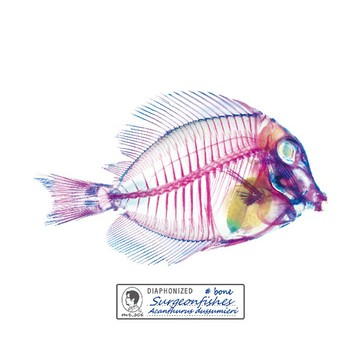 解析透明魚玻璃杯墊(刺尾鯛(2片/套))
