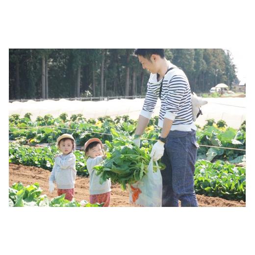 ふるさと納税 千葉県 香取市 THE FARMの 野菜 詰め合わせセット こだわり厳選した旬な野菜をお届け!