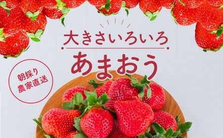 訳あり いちご 2024年2月下旬より発送 あまおう サイズ色々 6パック 約1.71kg 配送不可 離島