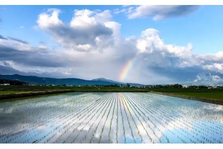 新潟県産コシヒカリ　謙信秘蔵米20kg