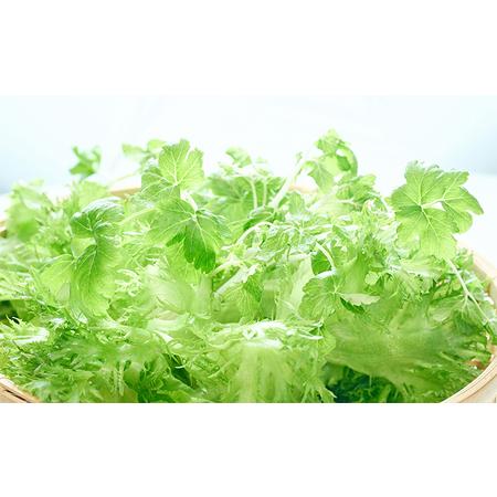 ふるさと納税 LED水耕栽培 野菜詰め合わせ 1kgセット 愛媛県鬼北町