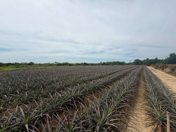 $雲林古坑農牧用地/現種鳳梨/自用出租兩相宜｜雲林縣古坑鄉古坑段古坑小段