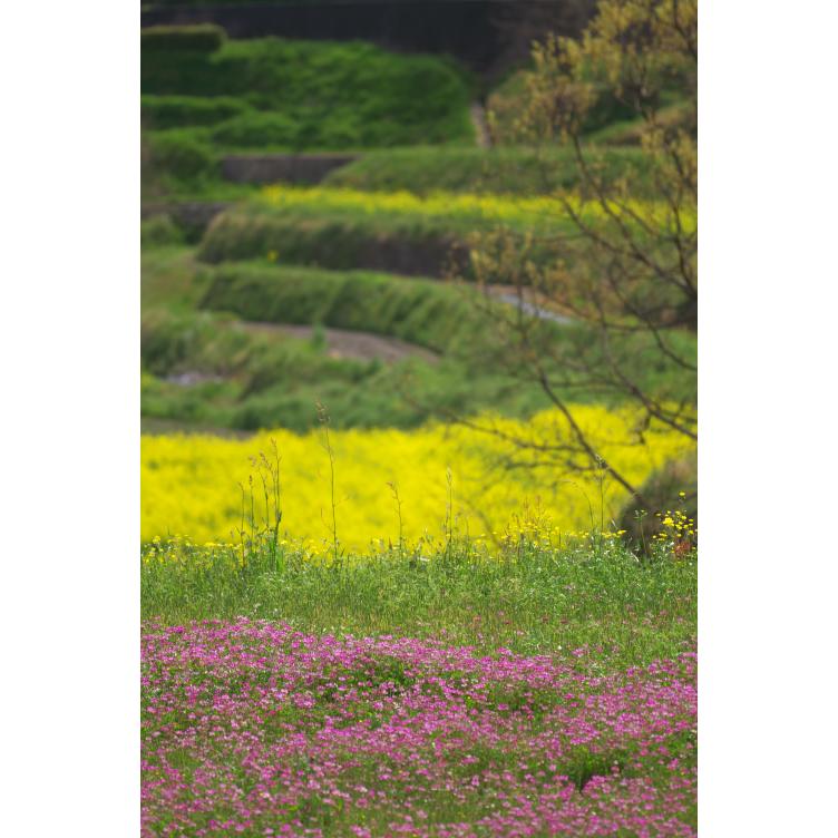 新米 令和5年産 5kg 5キロ 奈良県産 レンゲ栽培米 ヒノヒカリ 米 お米 玄米 白米 7分づき 5分づき 3分づき 出荷日精米 送料無料