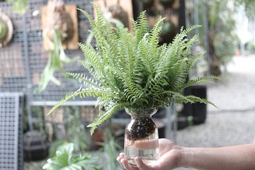 水培植栽│波士頓腎蕨_室內植物 辦公室盆栽  植栽 盆栽 水耕植物