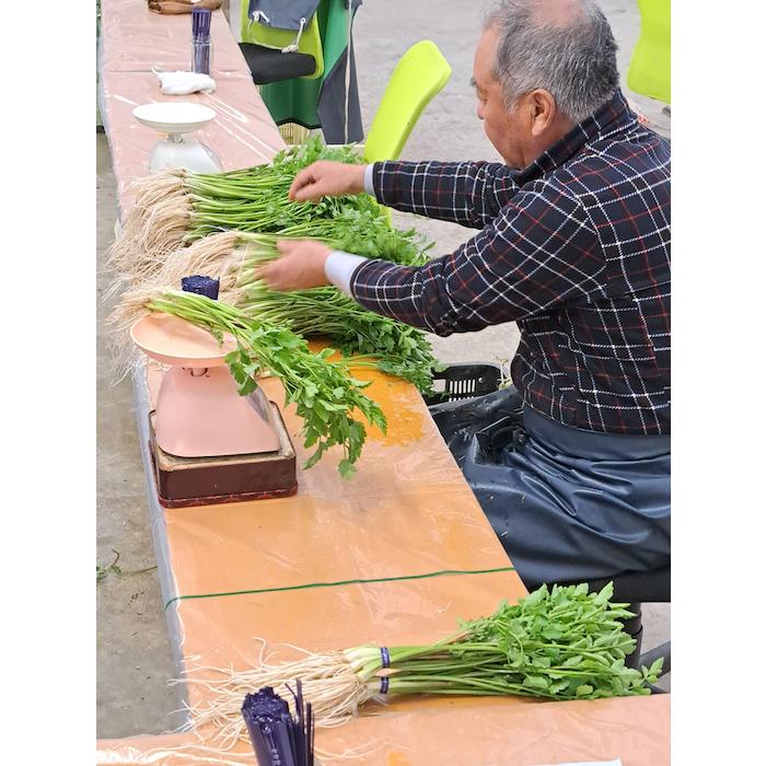 送料無料 湯沢市三関産せりを比内地鶏のだしで味わうあきたぼーのオリジナルきりたんぽセット